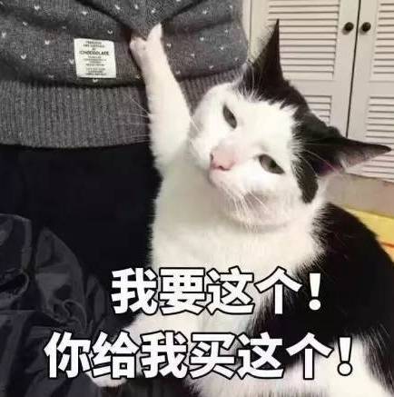 接住,大波猫咪表情包袭来...