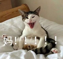 求大神帮我把这下面几个表情包中文字的妈改为鹏鹏谢谢