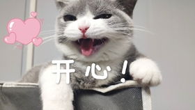 lucky表情包动图摇头绝育
