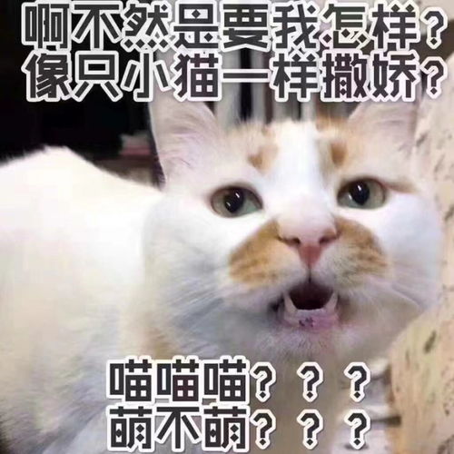 2017年度表情包大赏小猪佩奇,笑着活下去,边缘试探.你最爱