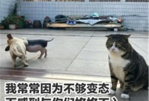 可爱萌宠猫猫表情包我常常因为不够变态而感到和你们格格不入
