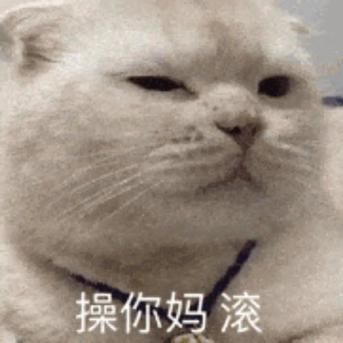 小猫咪表情包