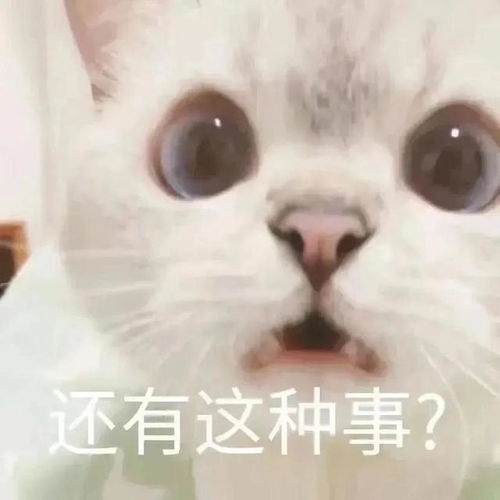 一些奇奇怪怪的猫猫表情包8