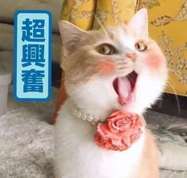 演唱会门票开售你的荧光棒雨伞准备好了吗