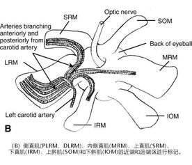 你知道咸鱼表情包里的那只,到底是什么鱼吗