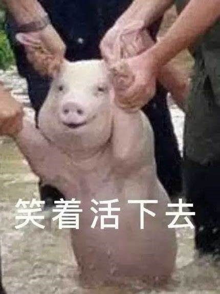 王者荣耀新套路狂暴养猪流5个基友开黑更适合哦