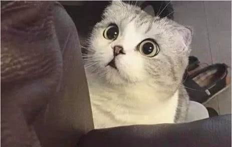 宝宝睡觉爱翻身,一不小心就靠在了猫咪身上,猫咪表情亮了