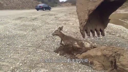 挖掘机正在工作时,忽然地下有动静,一铲子挖上来一只倒霉的鹿