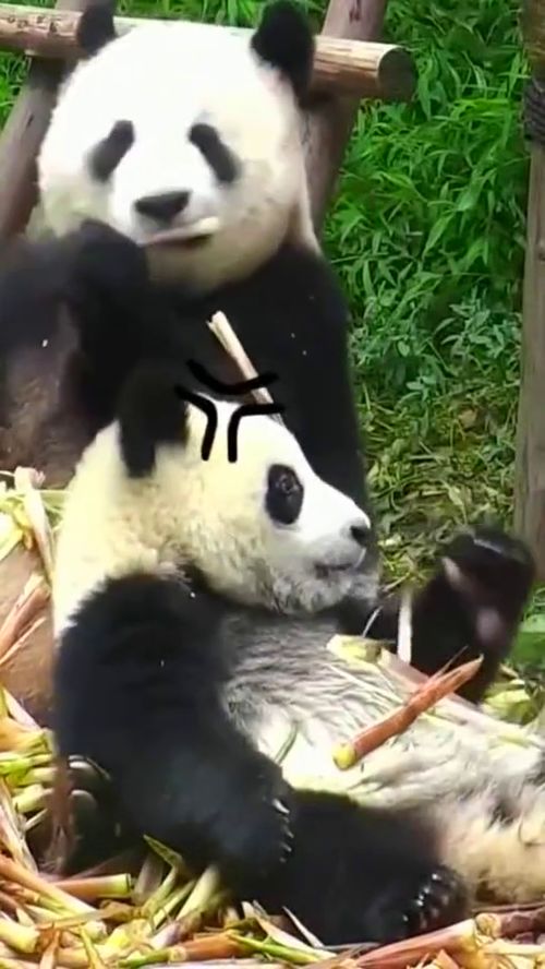 熊猫妈妈把小熊猫的竹笋抢走,小熊猫立刻露出委屈的表情
