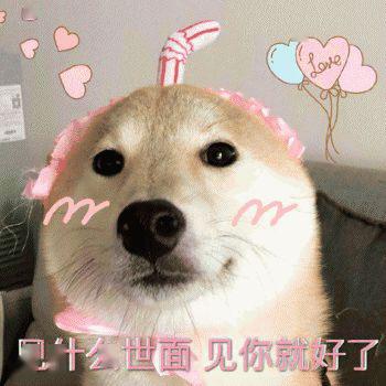 带狗子出门春游,要注意些什么