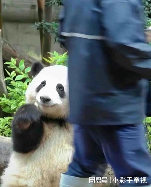 大熊猫和饲养员爱就是这么真诚热烈,奶爸干饲养员是个良心活