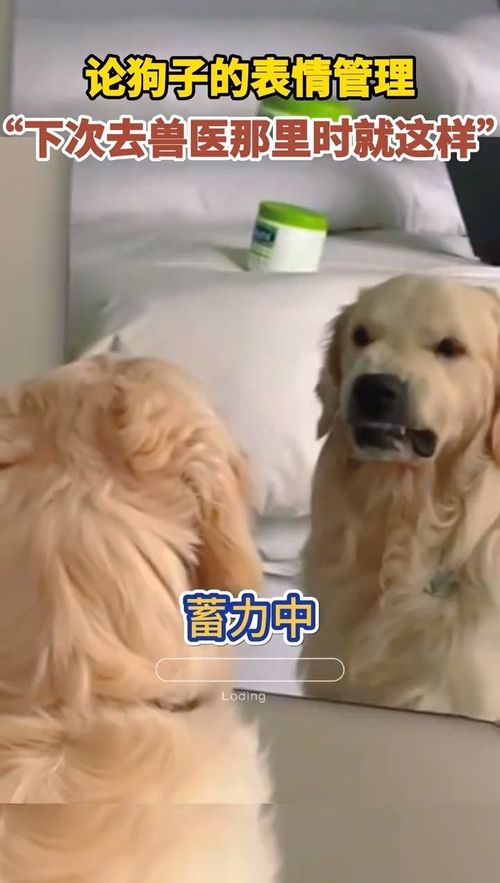 论狗子的表情管理动物