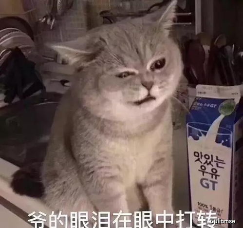 犬猫隐睾能活几年别让无知害了它