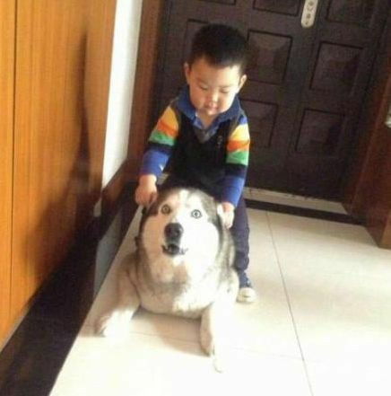 搞笑gif段子也许装死才是他逃生的唯一可能