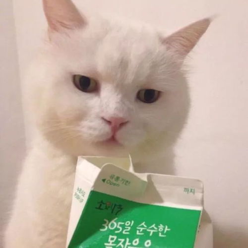猫叫表情包学猫叫