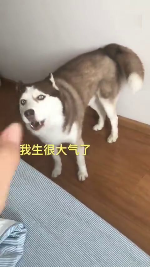 最后扭头生气的表情是认真的吗哈士奇