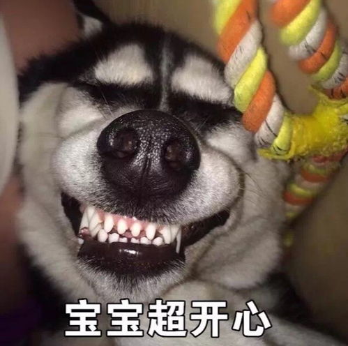 开心一笑爆笑简短的段子