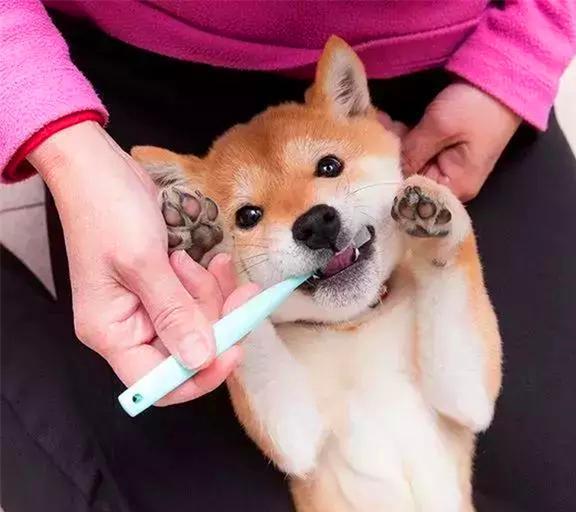 柴犬刷牙时表现出众,靠此被做成表情包后,狗子因二成知名犬红