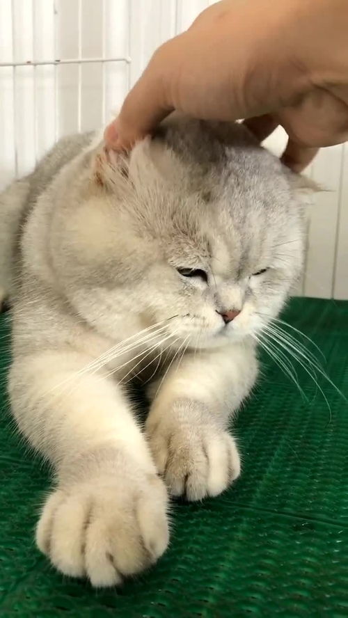 故意抓弄一下小猫咪,一脸嫌弃的表情
