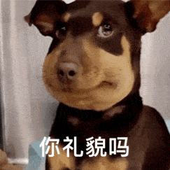表情包一组有趣的表情包