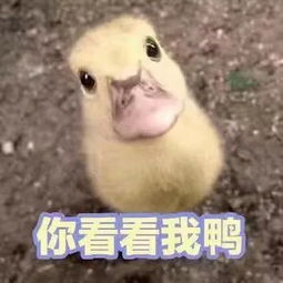招生绝啦这么棒的老师真的不来康康吗