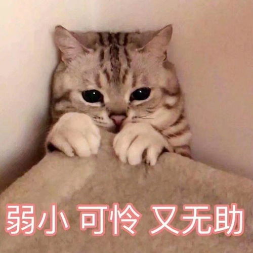 我能带上我的狗狗一起隔离吗