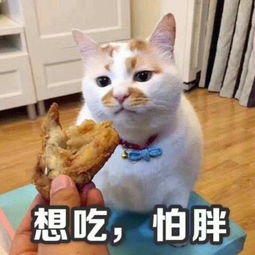 猫叫表情包猫叫