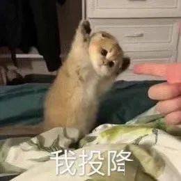 别问,问就是头发还在
