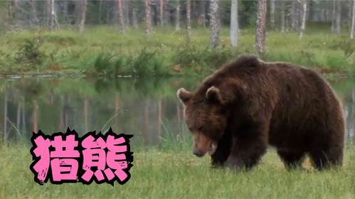 猎人追猎顶级掠食者棕熊一天赚两万块,最后熊掌竟被扔掉