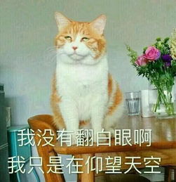 为什么很多人聊天都喜欢用猫咪表情包附最全猫咪表情包