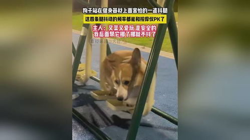 狗子站在健身器材上面,害怕的一直抖腿