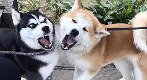 打架的表情包秋田犬