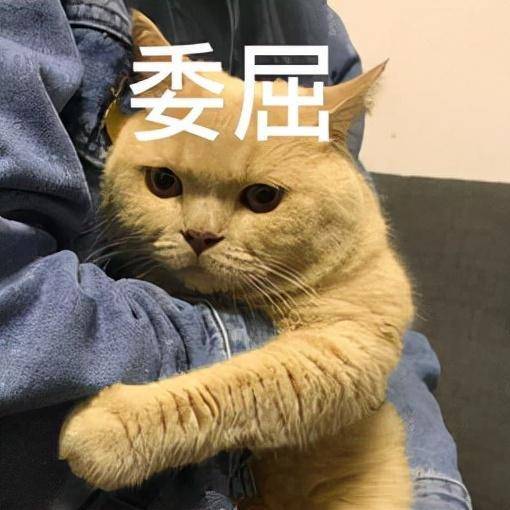 原来猫咪的一些行为,是在向主人认错,你就原谅它吧