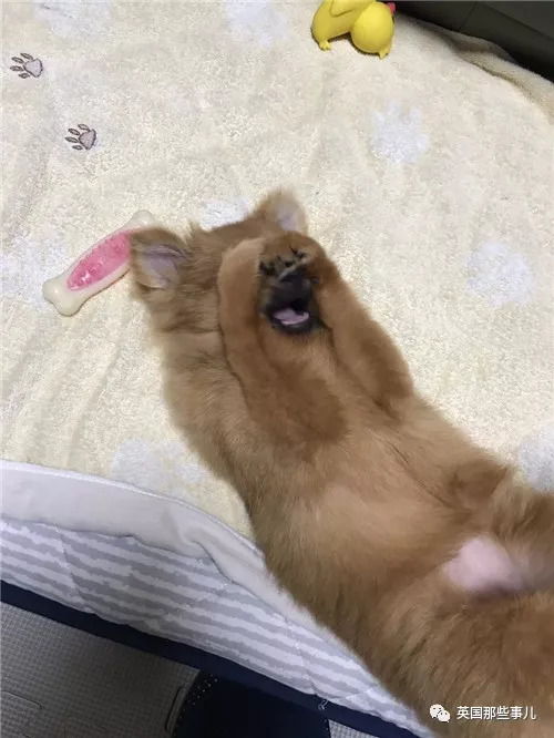 平时乖萌的汪星人一旦丑起来,各个都是高能崩坏表情包啊...