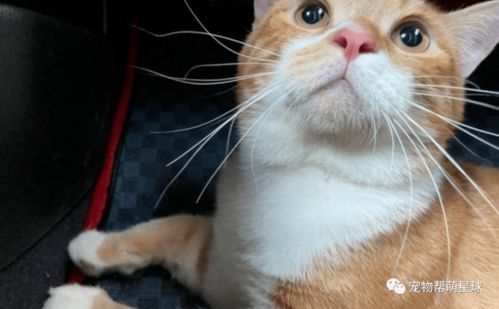 橘猫被带去医院吓得浑身蜷缩露出超难过表情,妈说出背后原因竟让人直呼心疼