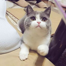 日本小哥养了一只仙女小猫咪,这生气的小表情让人想宠溺啊