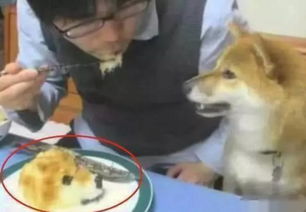 家里柴犬太顽皮,主人定制一个蛋糕,当柴犬看到蛋糕时表情凝固了