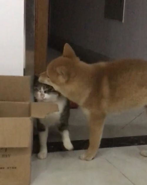 这可能是混的最好的狗了,猫是我提不动刀了,还是狗子你飘了
