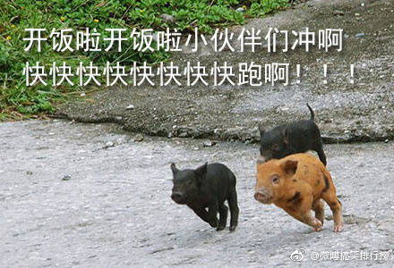 吃货表情包图片大全吃货的表情包下载