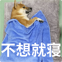 柴犬齐天熊孩子篇表情包