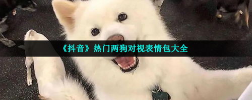 两狗对视表情包有哪些热门两狗对视表情包大全咖绿茵手游站