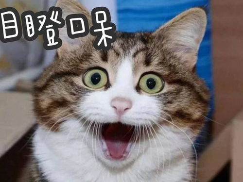 打架的表情包猫咪