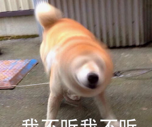 狗狗不听话原来是大部分人都不会正确说no