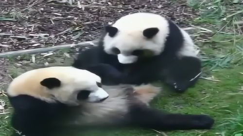 一言不合就开打,熊猫被欺负的满脸委屈,小表情萌翻了