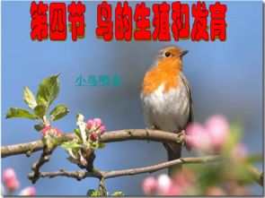 小鸟说草草草表情包狐狸鸟