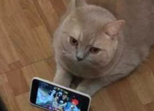 网友把猫咪当成了手机支架,主人你感动吗猫我不敢动啊