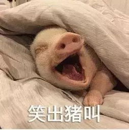 动图宇宙抖音10万点赞猪年壁纸表情包,外面有猪的别点
