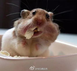 蛋友贴图专版