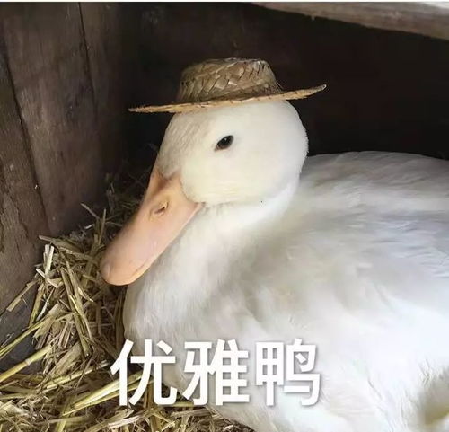 免单表情包鸭鸭