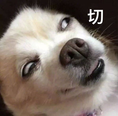 有什么可爱或有趣的文案吗